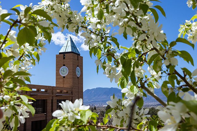 UCCS clock tower surrounded by tree blooms