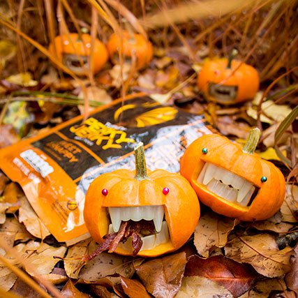 Perky Jerky mini pumpkins eating jerky
