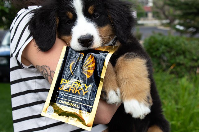 Perky Jerky in puppies mouth