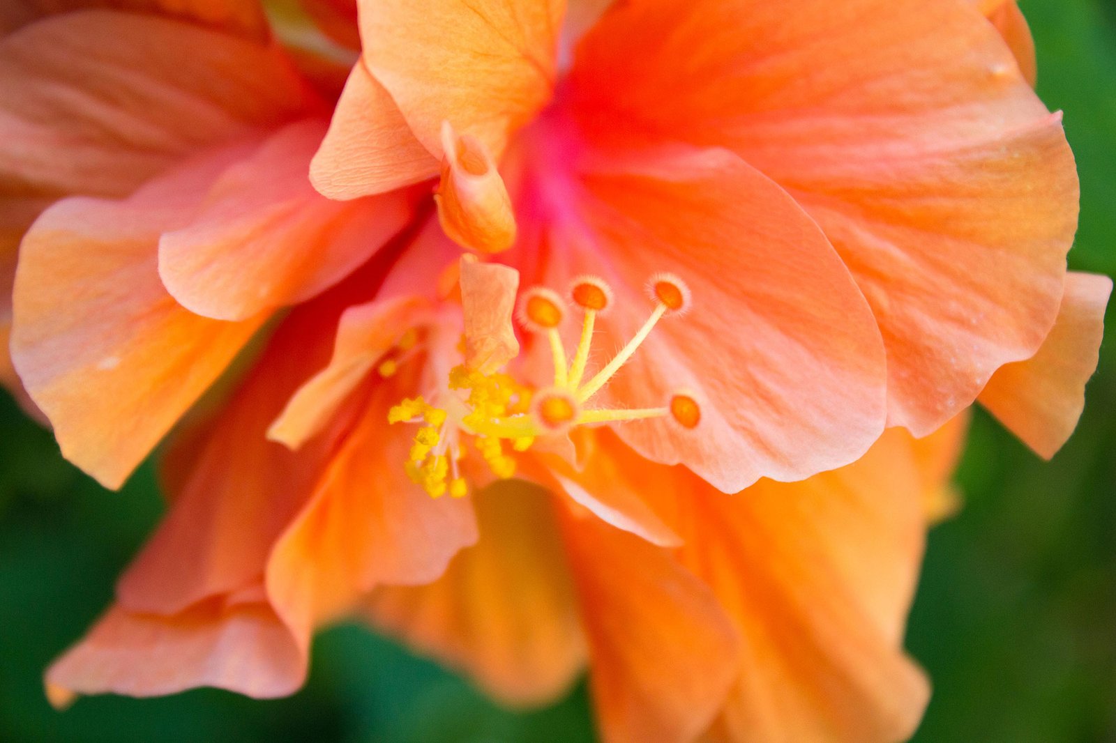 Pink orange flower